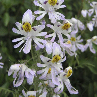 Wildflower Mix Schizanthus Seeds