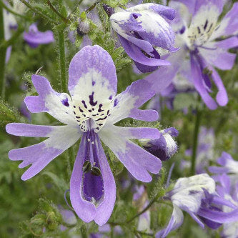 Wildflower Mix Schizanthus Seeds