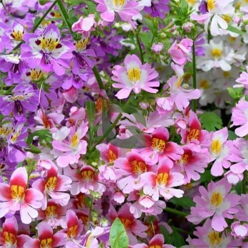 Wildflower Mix Schizanthus Seeds