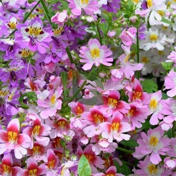 Wildflower Mix Schizanthus Seeds