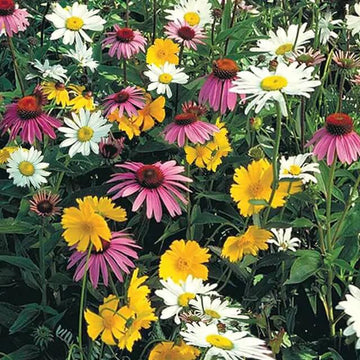 Wildflower Mix Seeds - All In One For Home Gardens