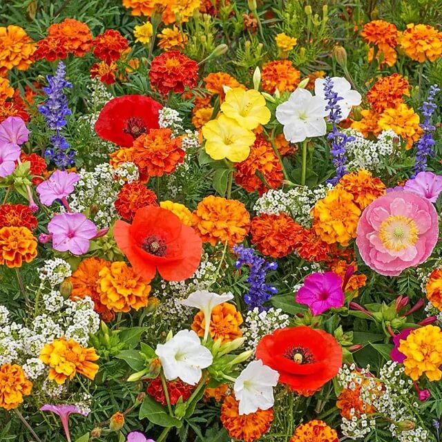Wildflower Mix Seeds - All In One For Home Gardens