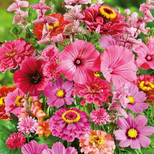 Wildflower Mix Seeds - All In One For Home Gardens