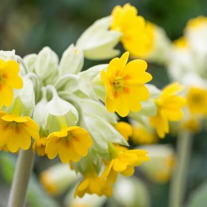 Wildflower Mix Veris Seeds 