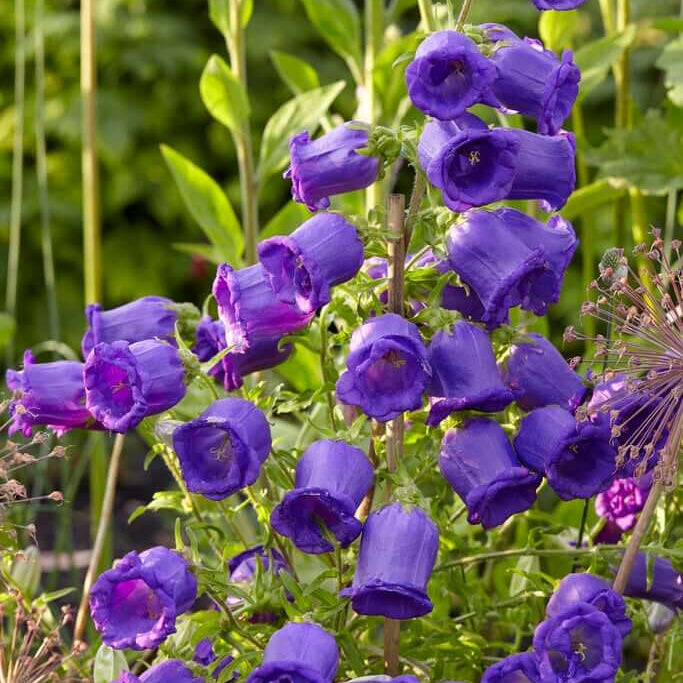 Wildflower Mix Violet Canterbury Bells Seeds 