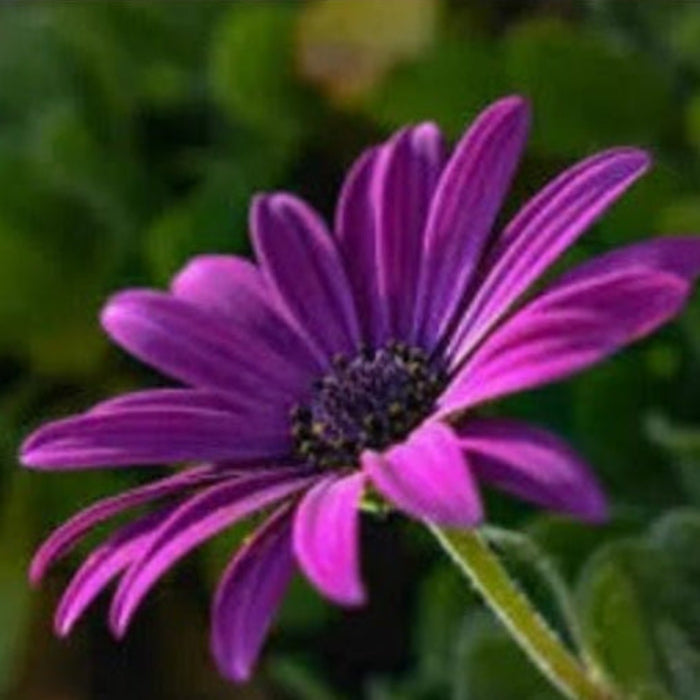 Wildflower Mix Violet Rigens Seeds 