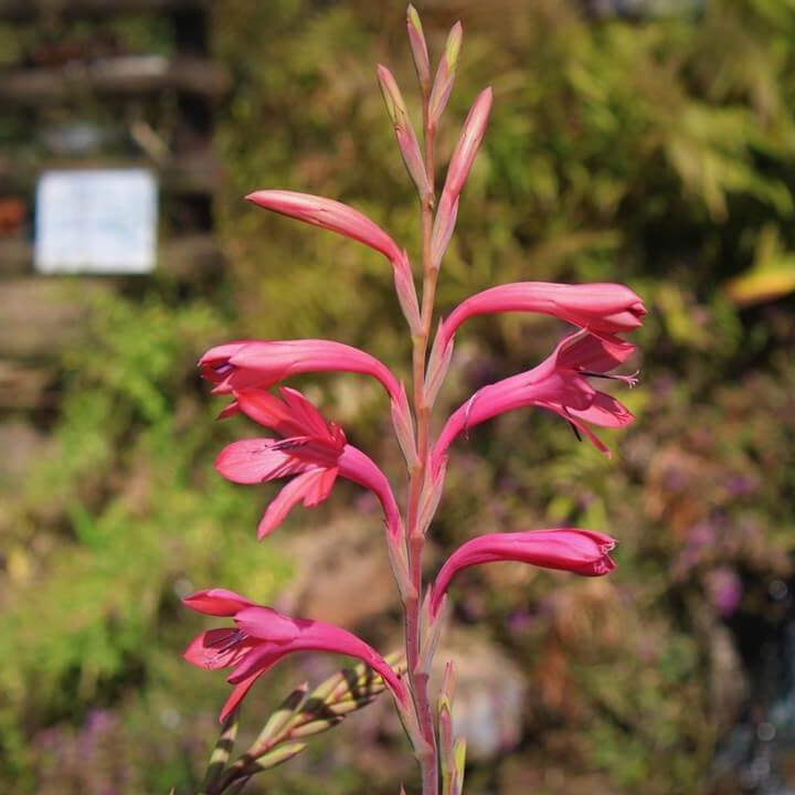 Wildflower Mix Watsonia Borbonica Seeds