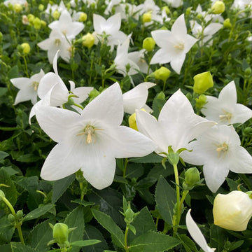 Wildflower Mix White Balloon  Seeds 