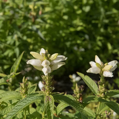 Wildflower Mix White Turtlehead Seeds 