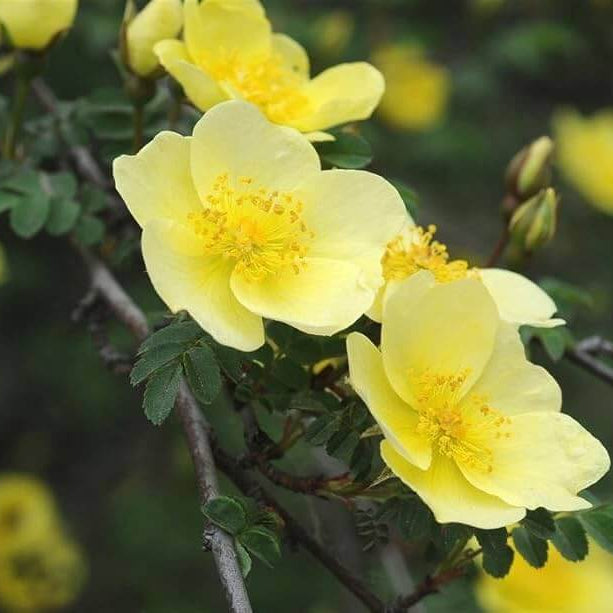 Wildflower Mix Xanthina Rose Seeds