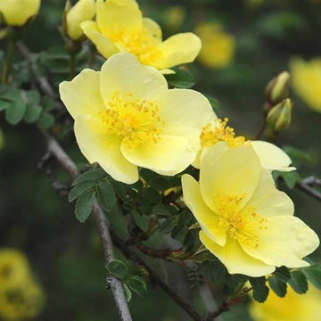 Wildflower Mix Xanthina Rose Seeds