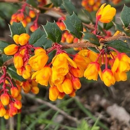 Wildflower Mix Yellow Darwinii Seeds