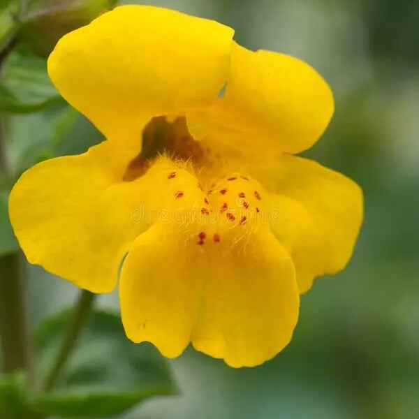 Wildflower Mix Yellow Erythranthe Seeds