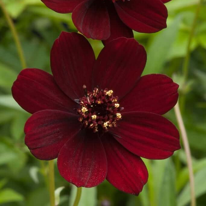 Wildflower Mixv Cosmos  Seeds