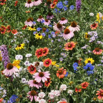 Wildflower Seeds – Northeast Mix

