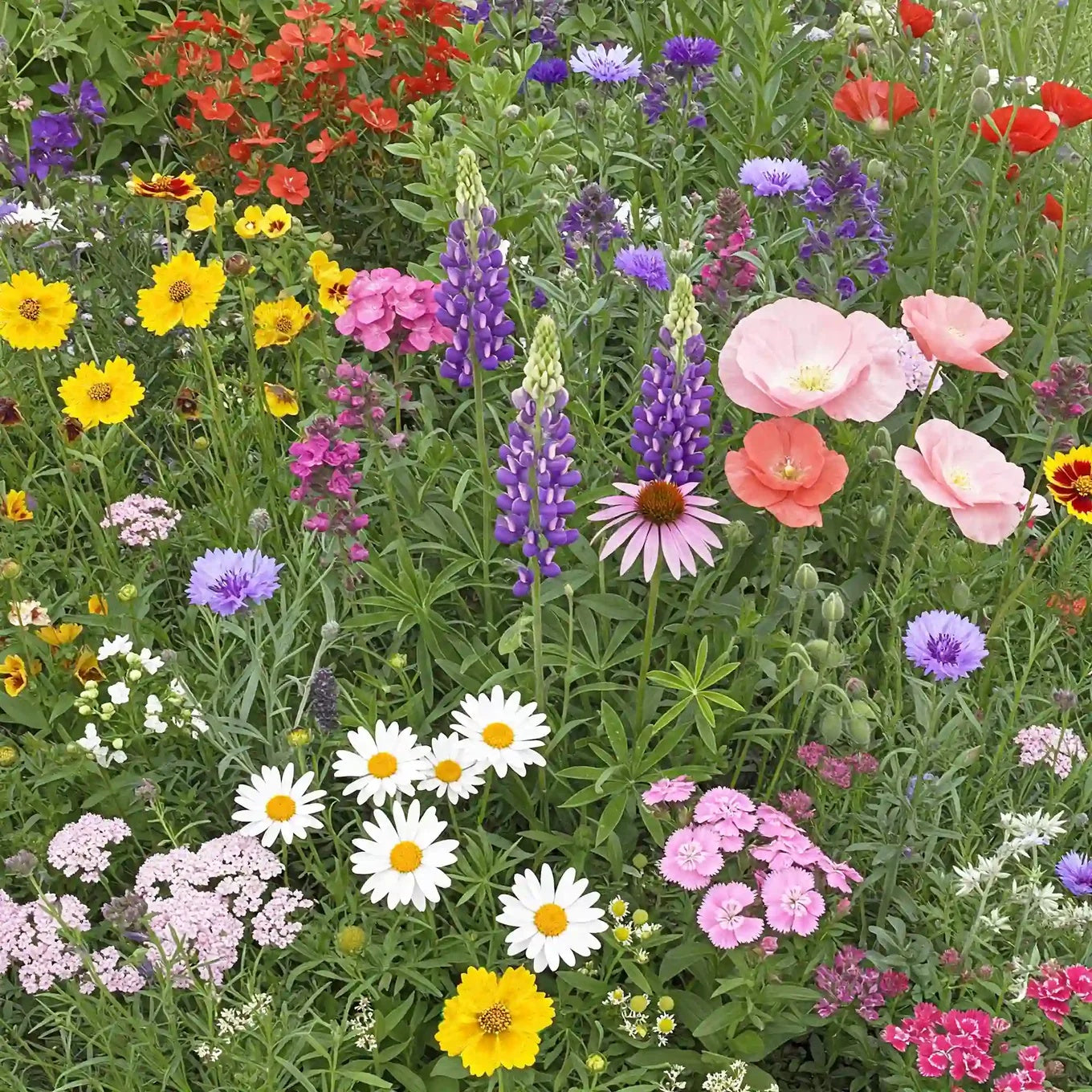 Wildflower Seeds – Northeast Mix

