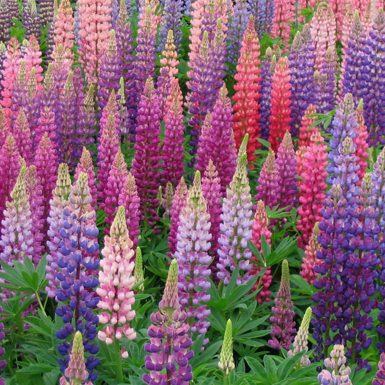 Wildflower Pink & Purple Lupine Seeds