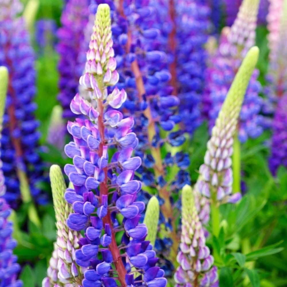 Wildflower Pink & Purple Lupine Seeds