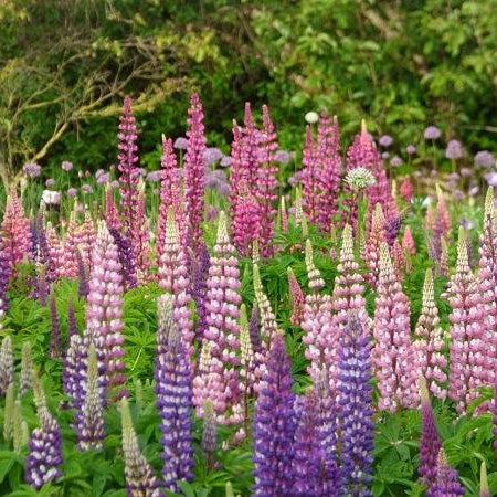 Wildflower Pink & Purple Lupine Seeds