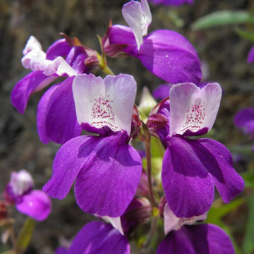 Wildflower Purple Heterophylla Seeds