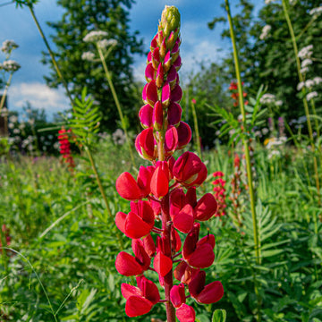 Wildflower Red Lupine Seeds 