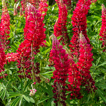 Wildflower Red Lupine Seeds 