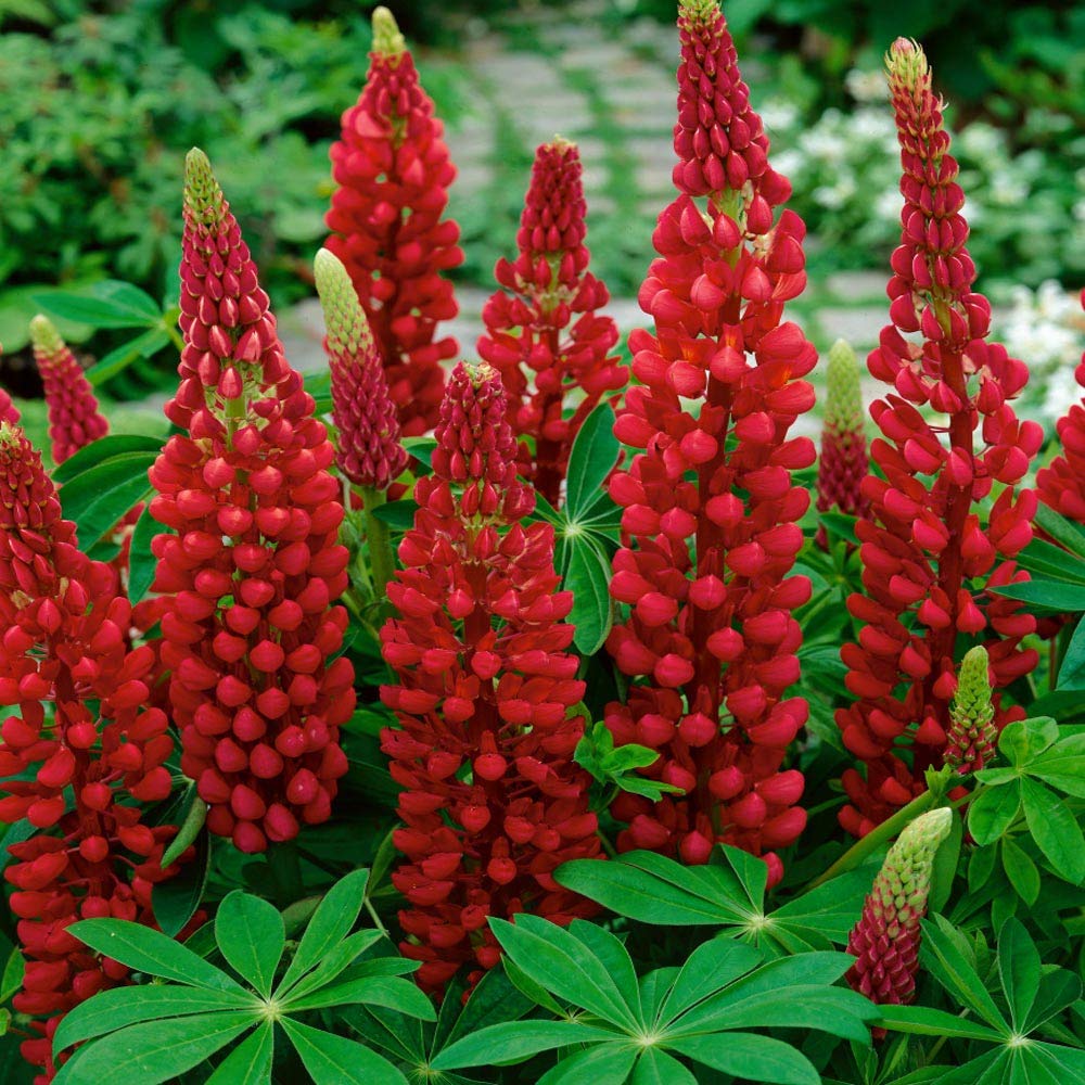 Wildflower Red Lupine Seeds 