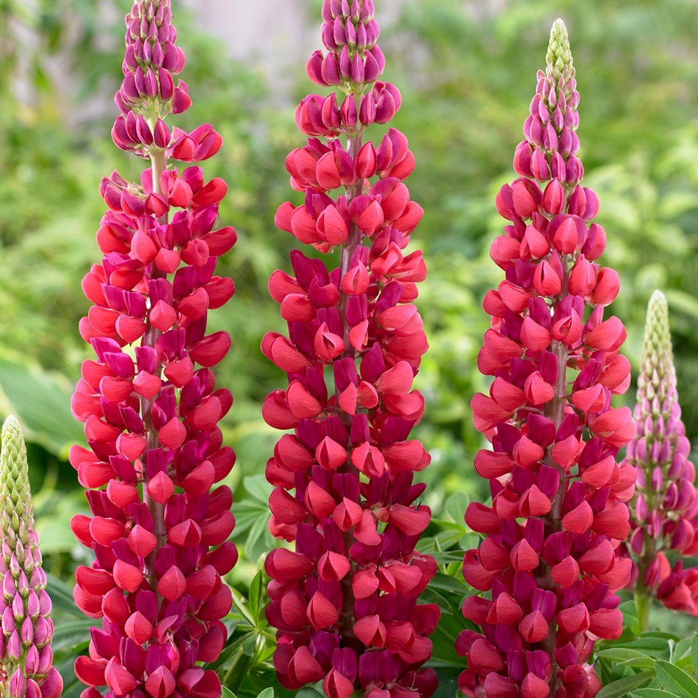 Wildflower Red Lupine Seeds 