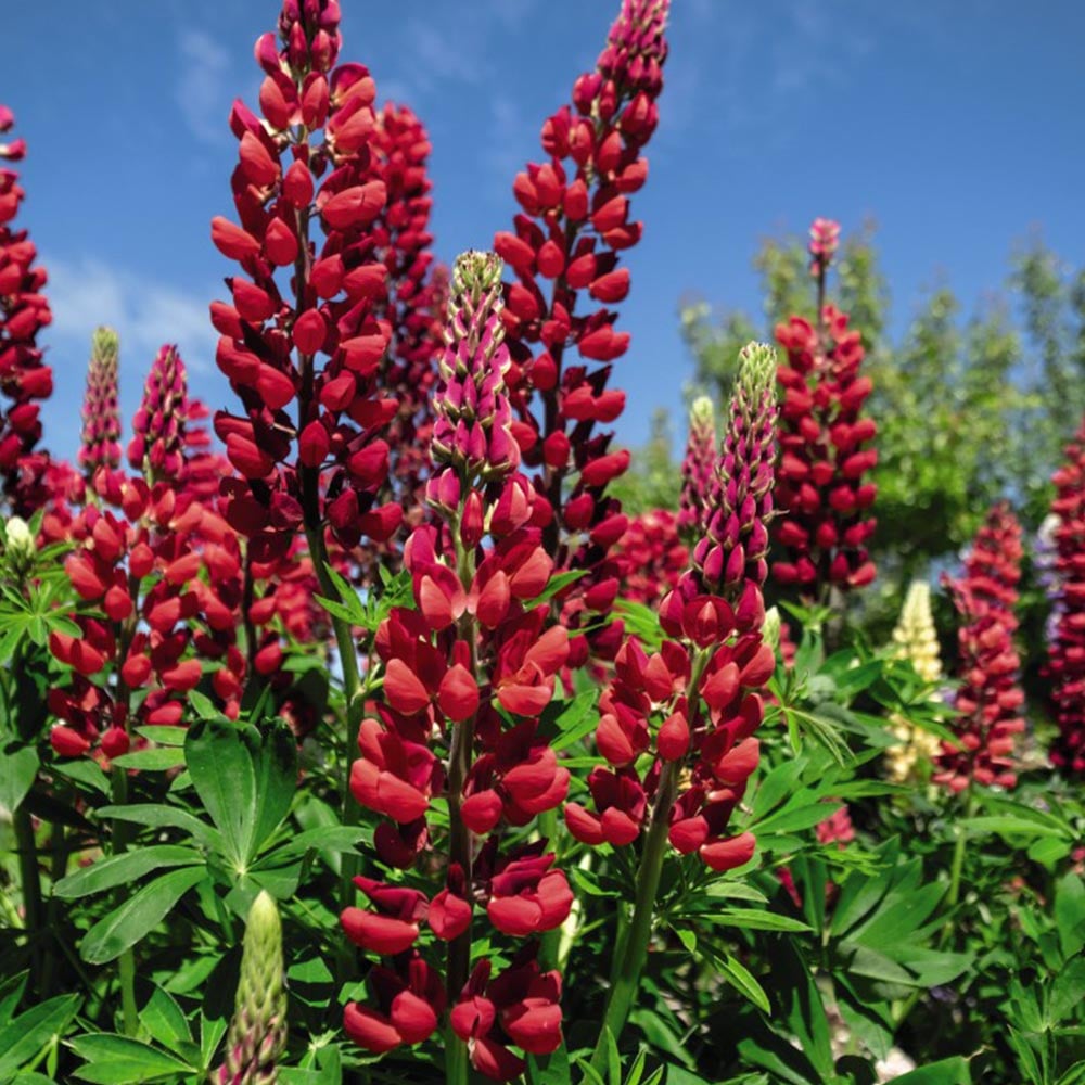 Wildflower Red Lupine Seeds 