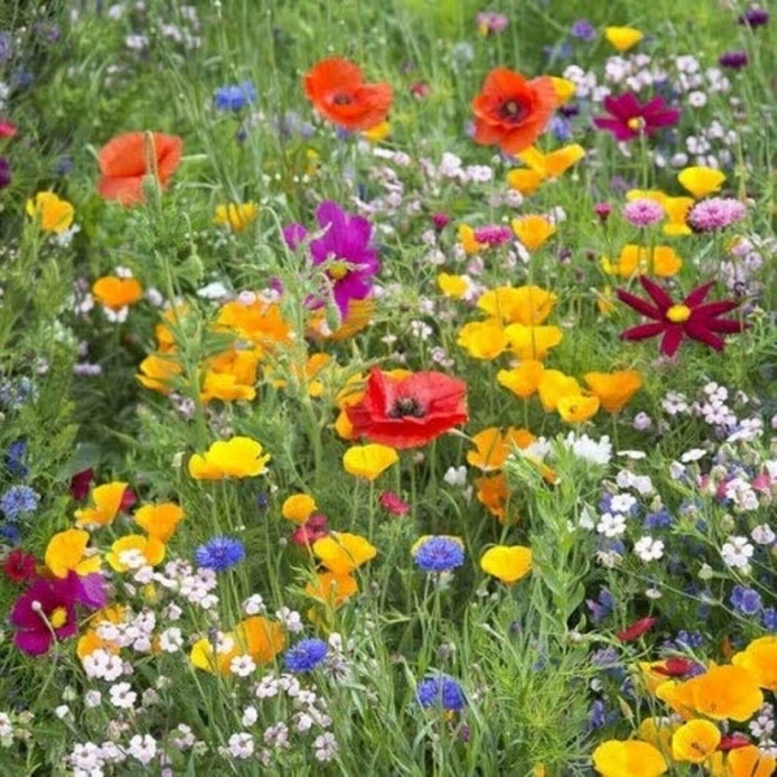 Wildflower Seeds – Save the Bees Pollinator Mix
