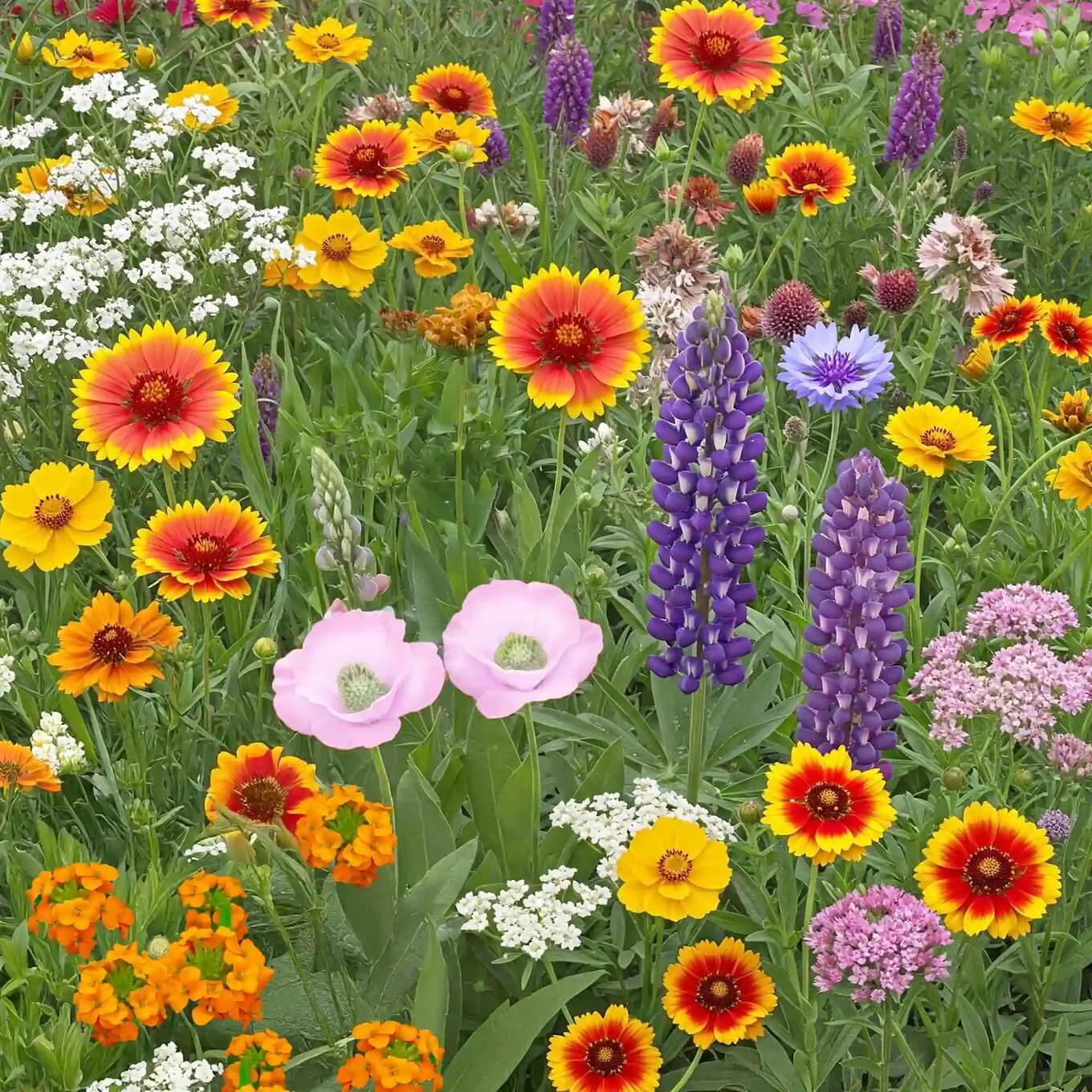 Wildflower Seeds – Save the Bees Pollinator Mix