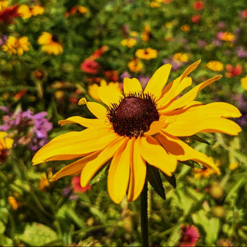 Wildflower Seeds