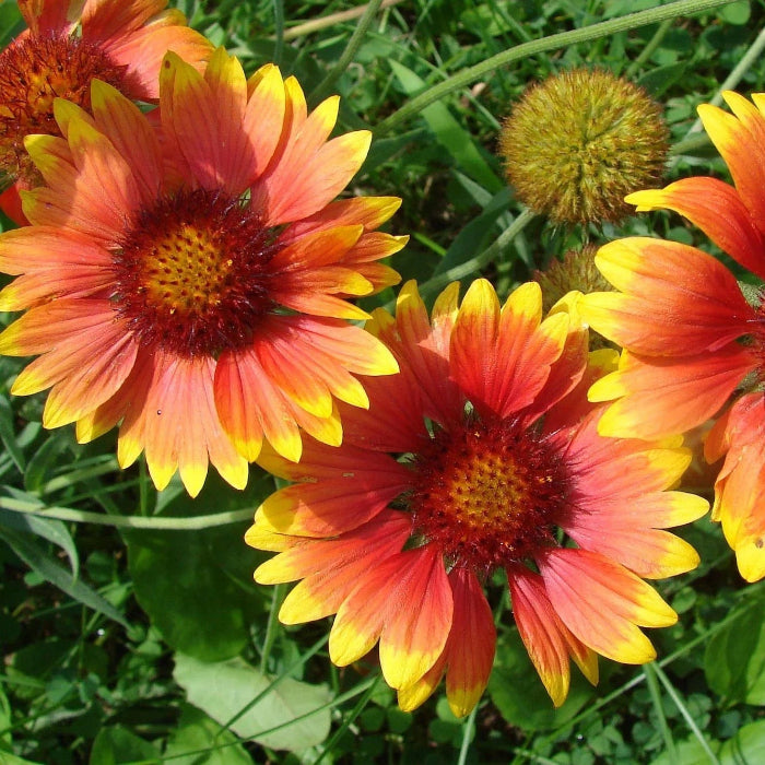 Wildflower Seeds