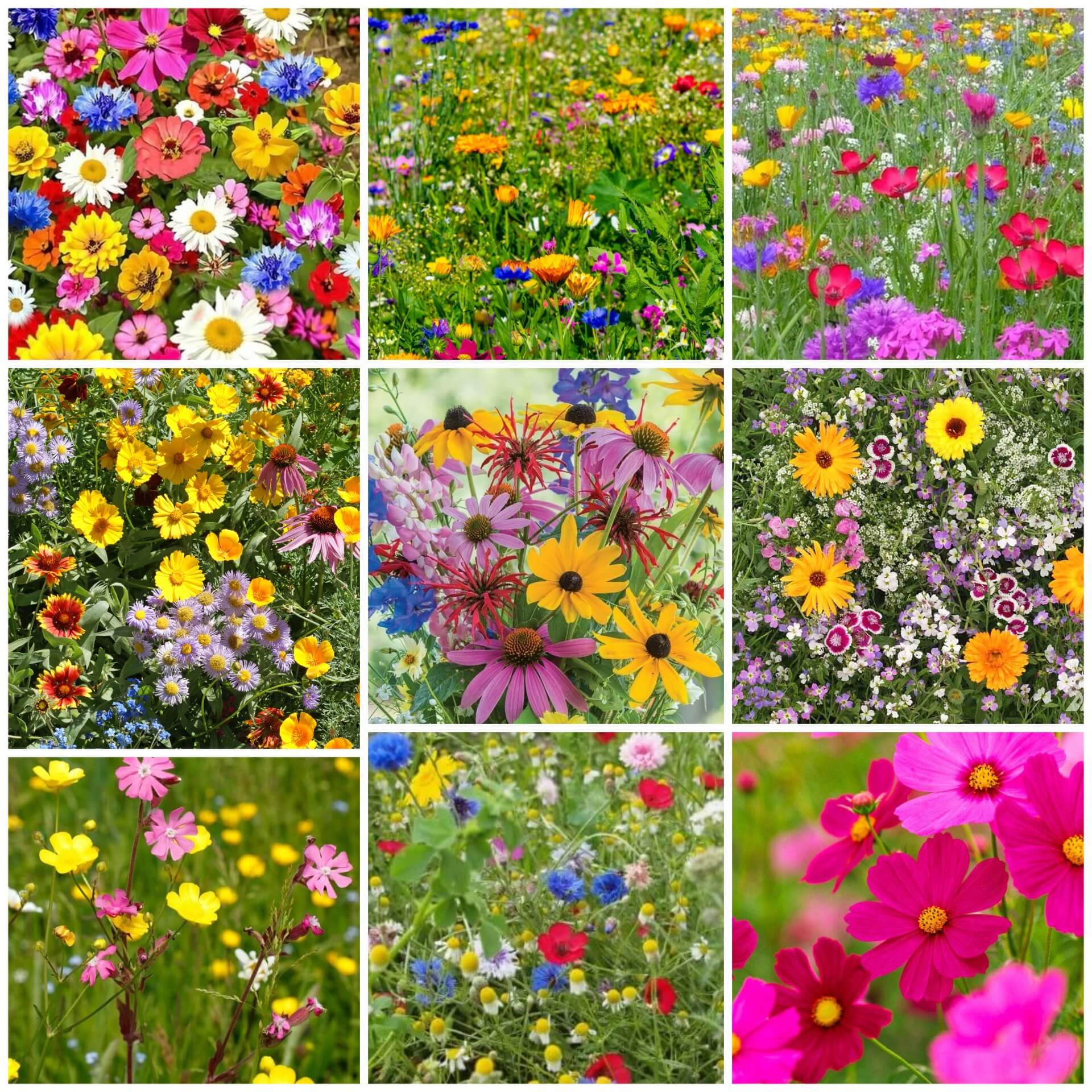 Wildflower Seeds -  All In One For Home Gardens