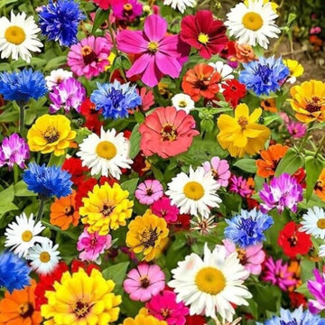 Wildflower Seeds -  All In One For Home Gardens