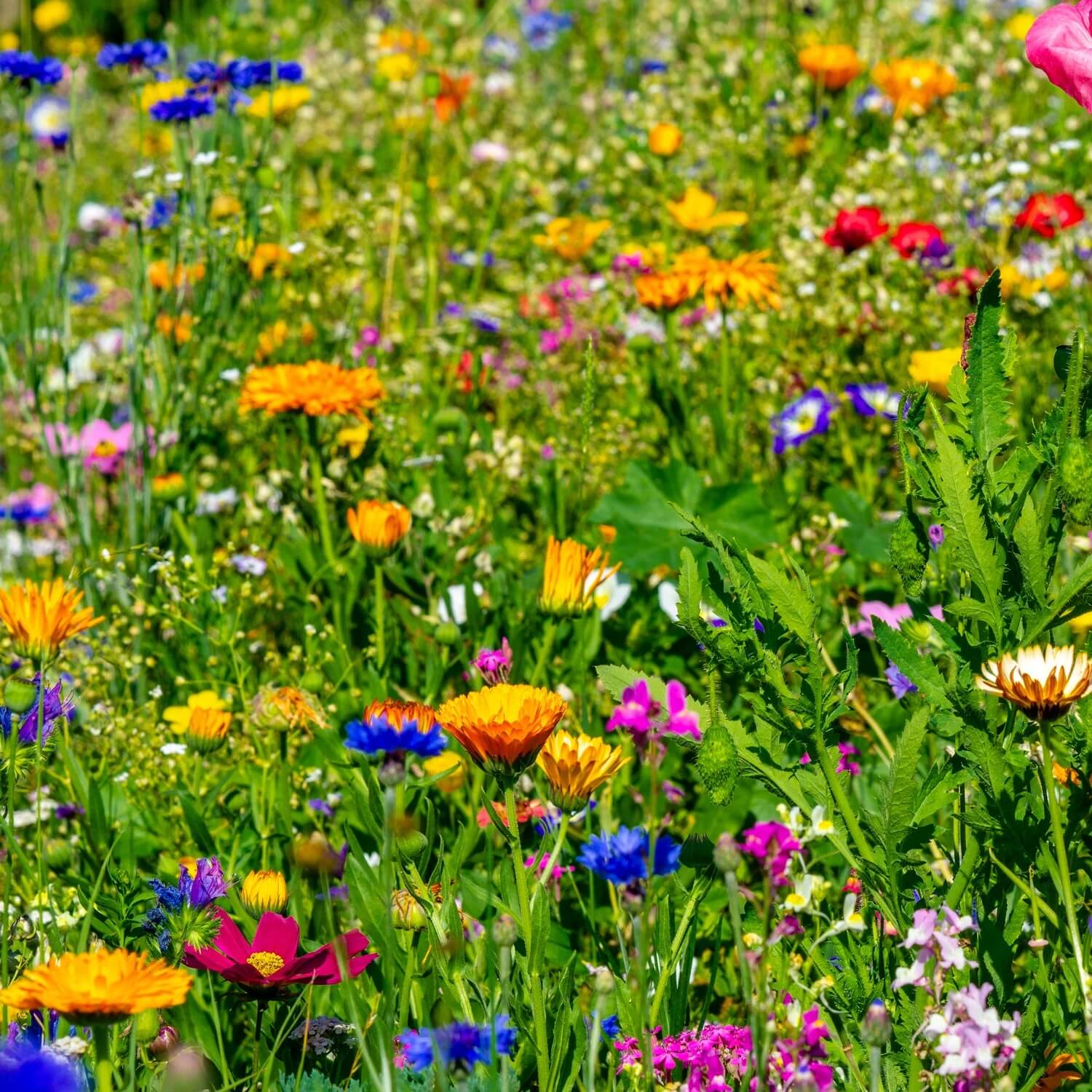 Wildflower Seeds -  All In One For Home Gardens