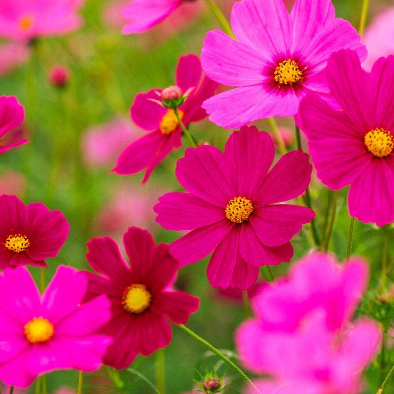 Wildflower Seeds -  All In One For Home Gardens