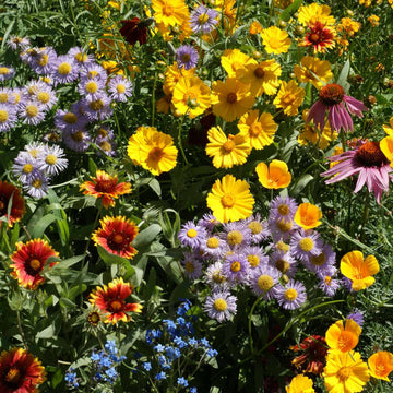 Wildflower Seeds - Mix for Birds, Bees & Butterflies