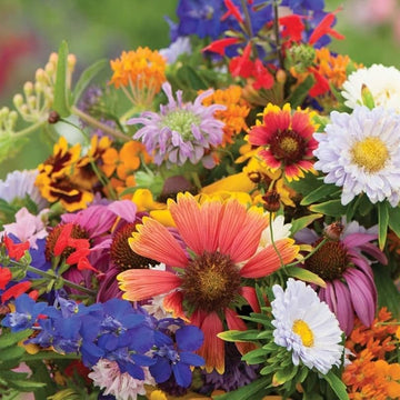 Wildflower Seeds – All In One Bouquet Mix