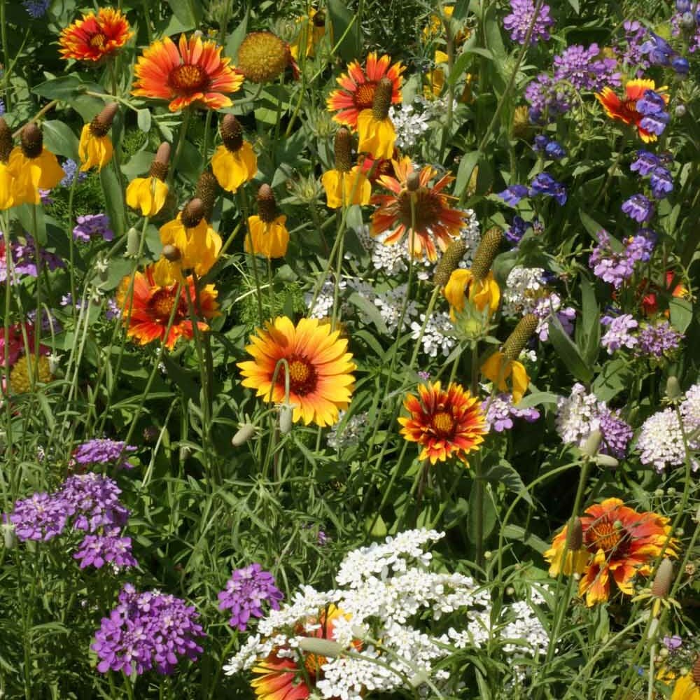 Wildflower Seeds – Deer Proof
