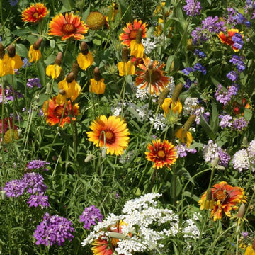 Wildflower Seeds – Deer Proof
