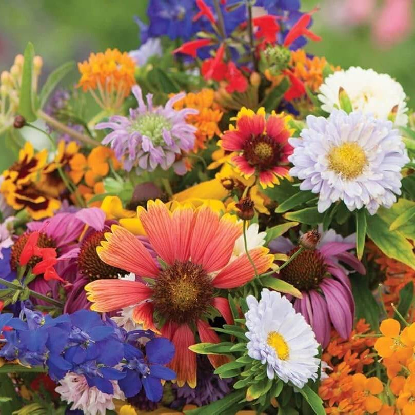 Wildflower Seeds – Heirloom Mix