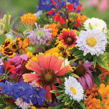 Wildflower Seeds – Heirloom Mix