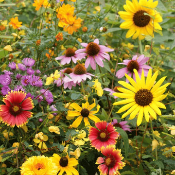Wildflower Seeds – Meadow Heirloom Mix