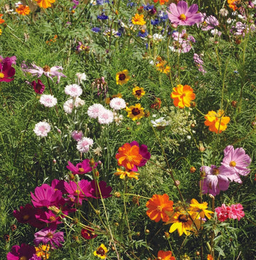 Wildflower Seeds – Save the Bees Pollinator Mix
