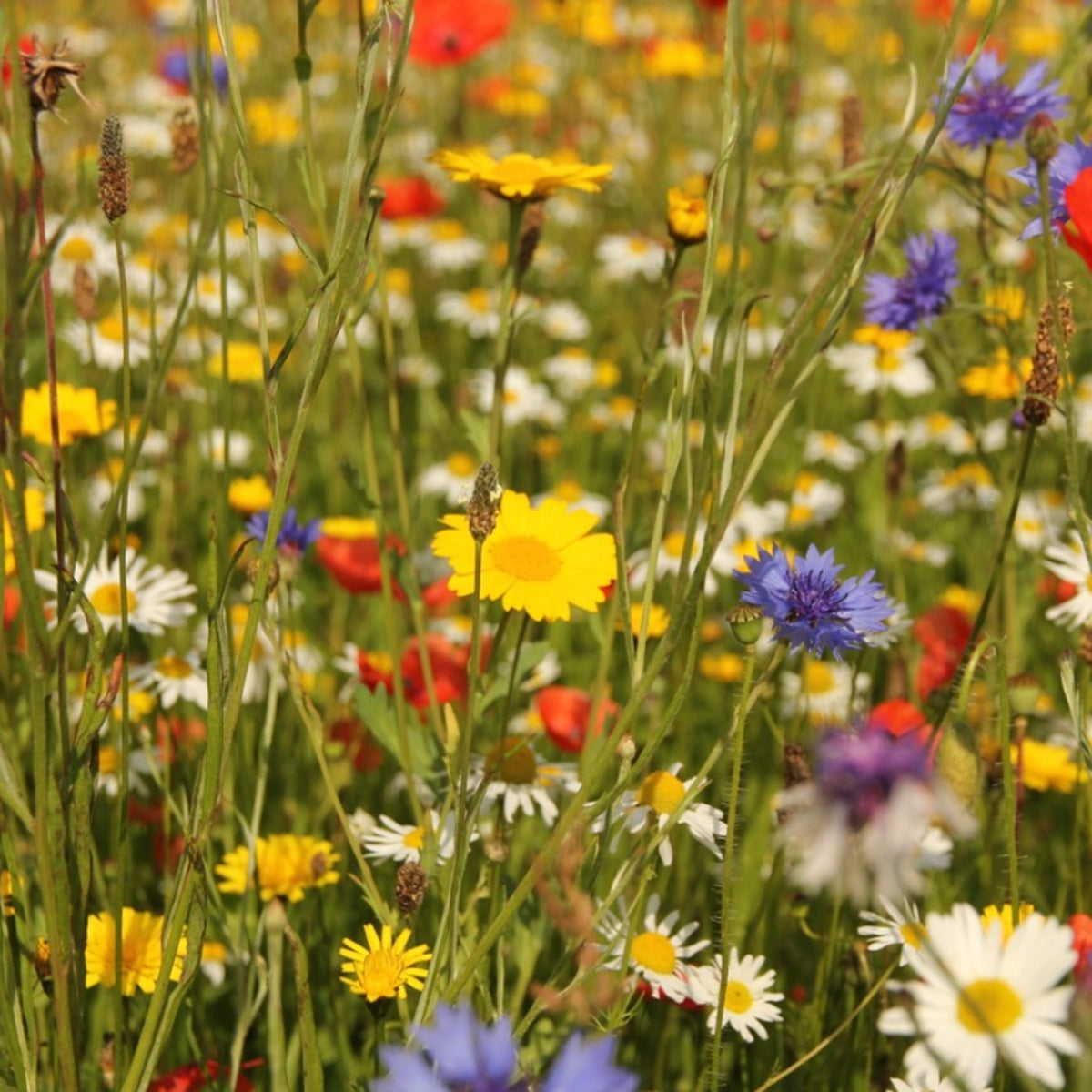 Wildflower Seeds – Southern California Mix

