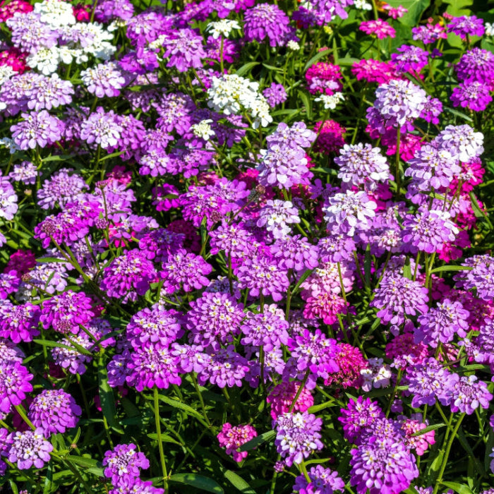 Wildflower Tall Mix Candytuft Seeds