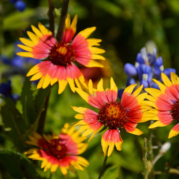 Wildflower Seeds – Texas Mix