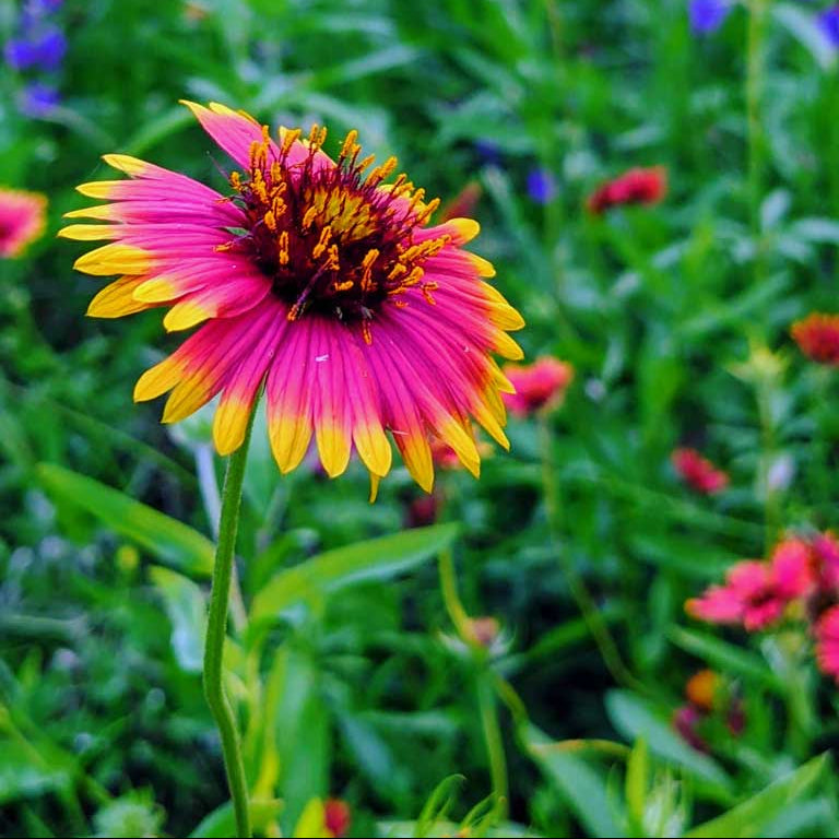 Wildflower Seeds – Texas Mix