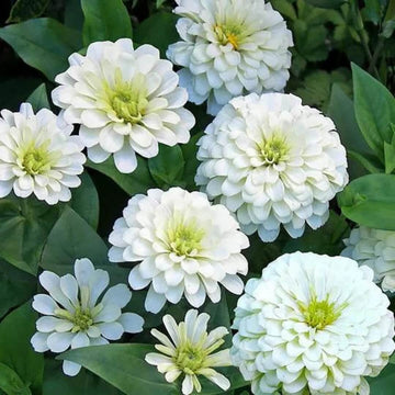 Wildflower White Green Zinnia Seeds